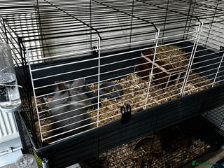 Lionhead rabbits cage, all accessories - Advert 14