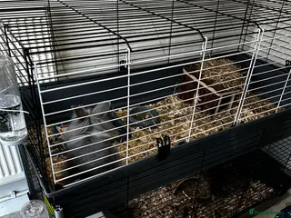 Lionhead rabbits Lion hair split male cage, all accessories - Advert 17