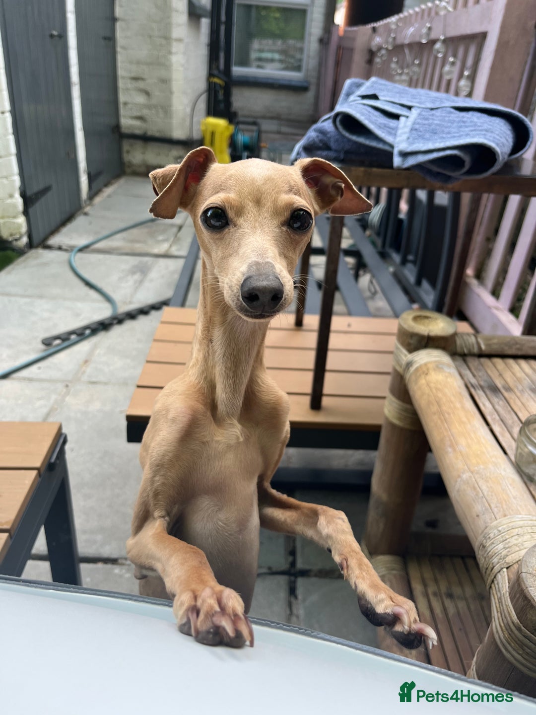 Italian Greyhound dogs for stud: Tiny stud with HUGE personality - Advert 22