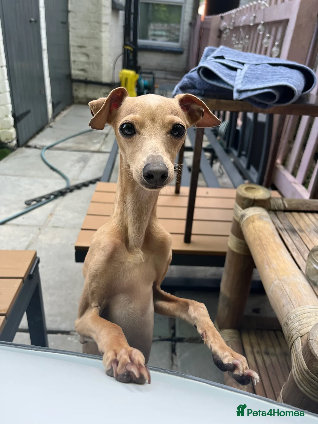 Italian Greyhound dogs for stud: Tiny stud with HUGE personality - Advert 22