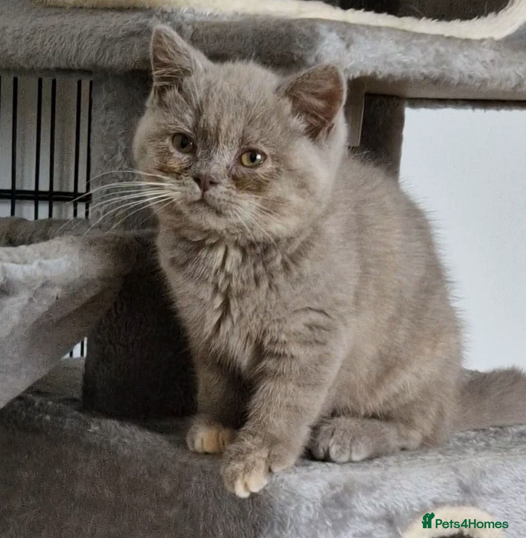 British Shorthair cats Female Lilac Tortie kitten British Shorthair - Advert 5