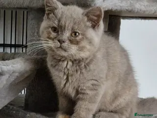 British Shorthair cats Female Lilac Tortie kitten British Shorthair - Advert 5