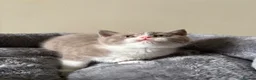 British Shorthair cats for sale: British Shorthair Kittens for Sale - Advert 7