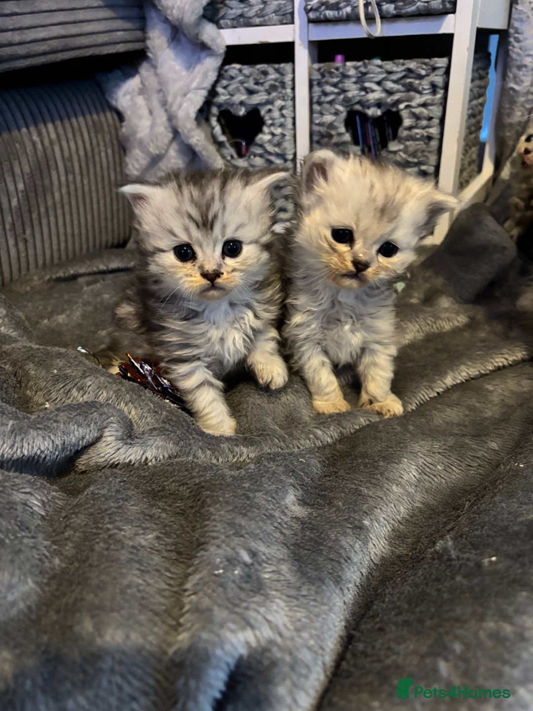 Persian cats for sale: Stunning Persian X mainecoon babies - Advert 11