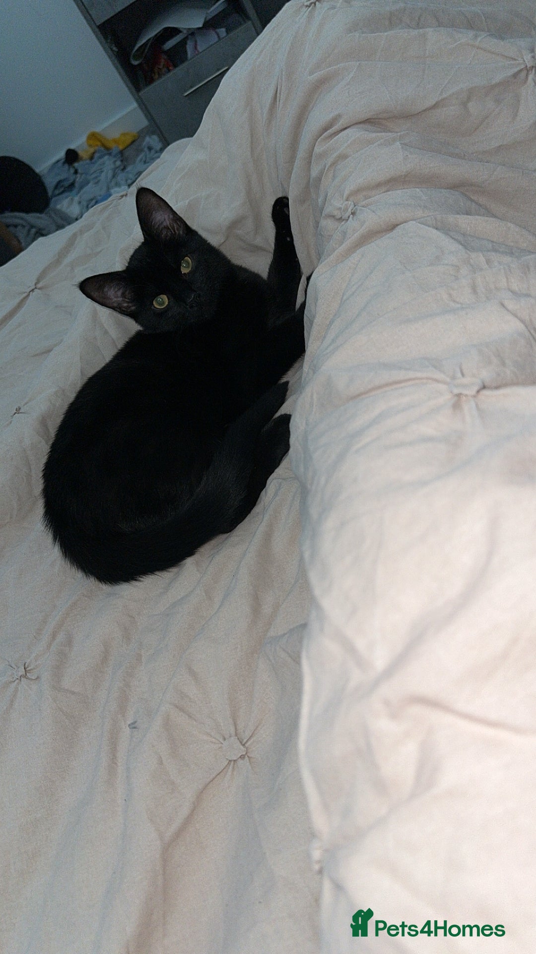 British Shorthair cats for sale: British Shorthair Black Female - Only Pet Home - Advert 5