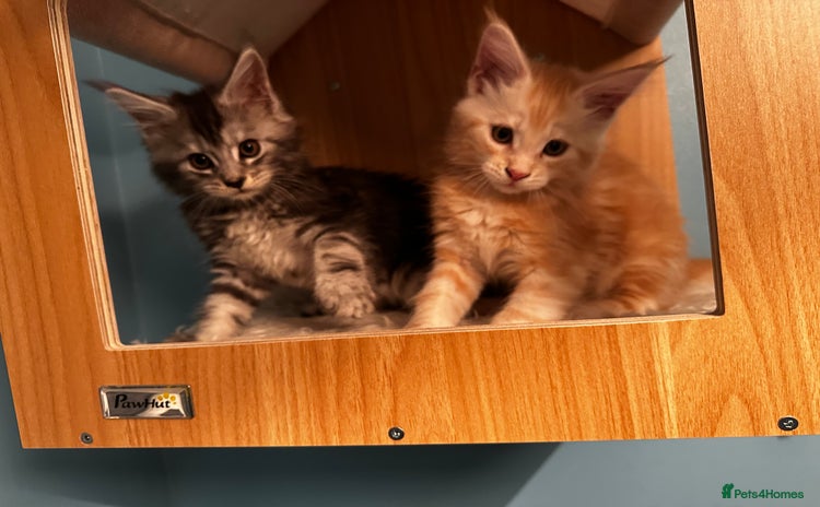 Maine Coon cats - Advert 1