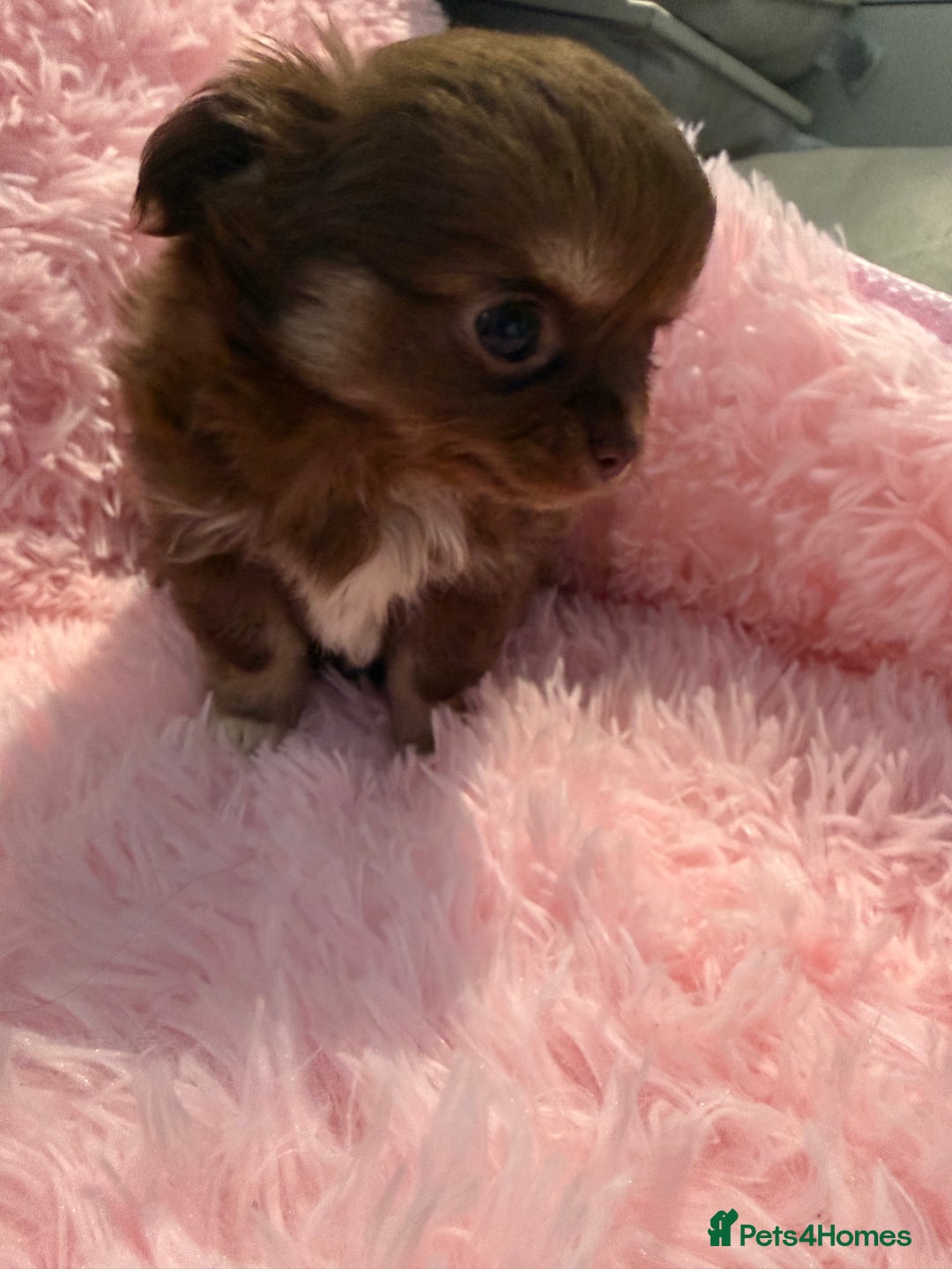 Chihuahua dogs for sale: Beautiful litter of four l/c CHIHUAHUAS READY NOW! - Advert 12