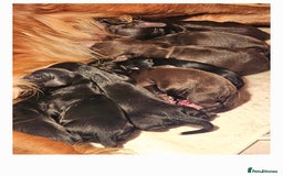 Cocker Spaniel dogs for sale: Cocker spaniel puppies  - Image 5