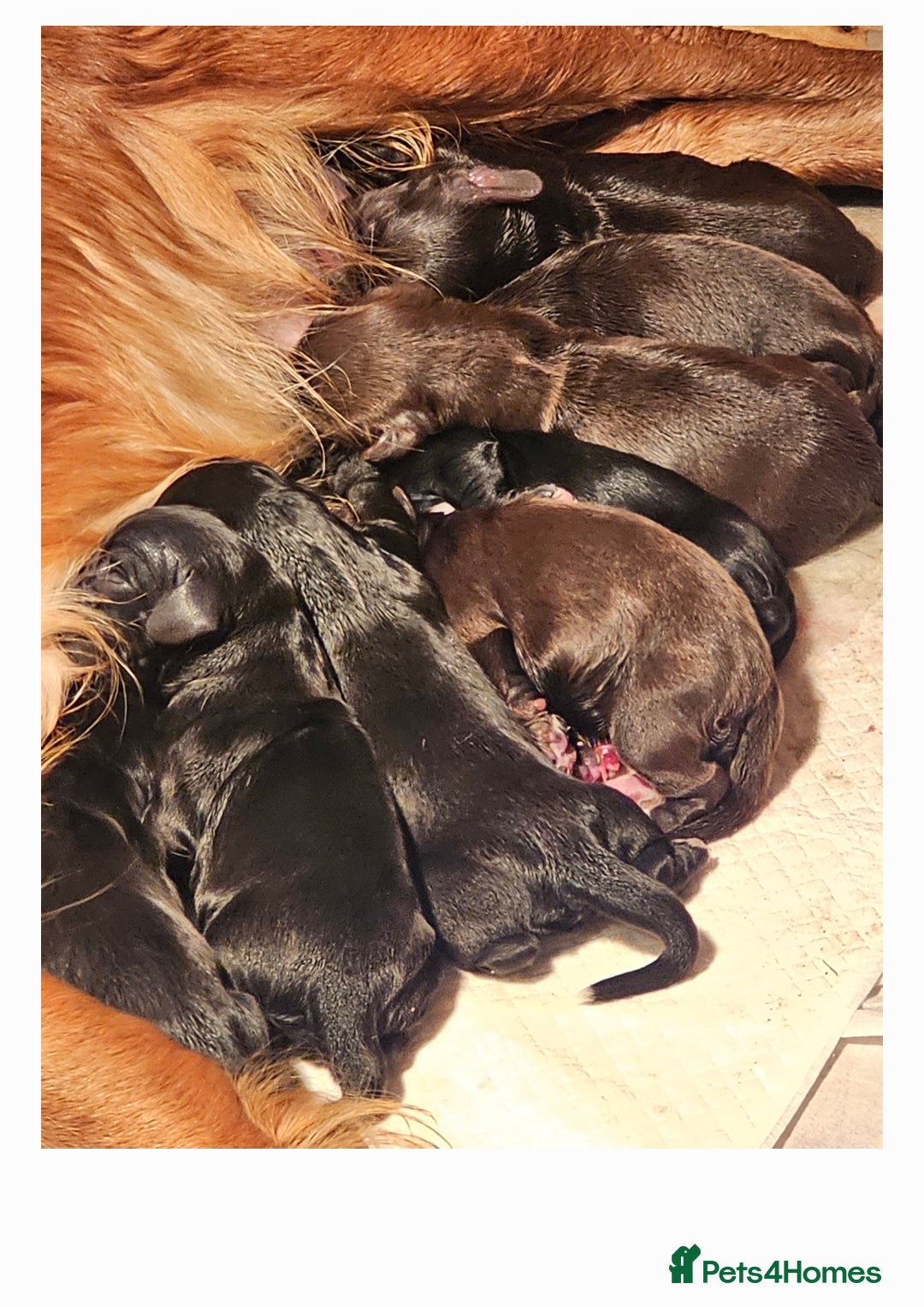 Cocker Spaniel dogs for sale: Cocker spaniel puppies  - Image 5