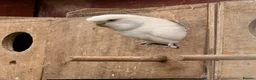 Budgerigars birds for sale: Adult budgies for sale , ready now  - Advert 12