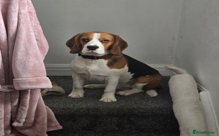 Beagle dogs for sale - Advert 1