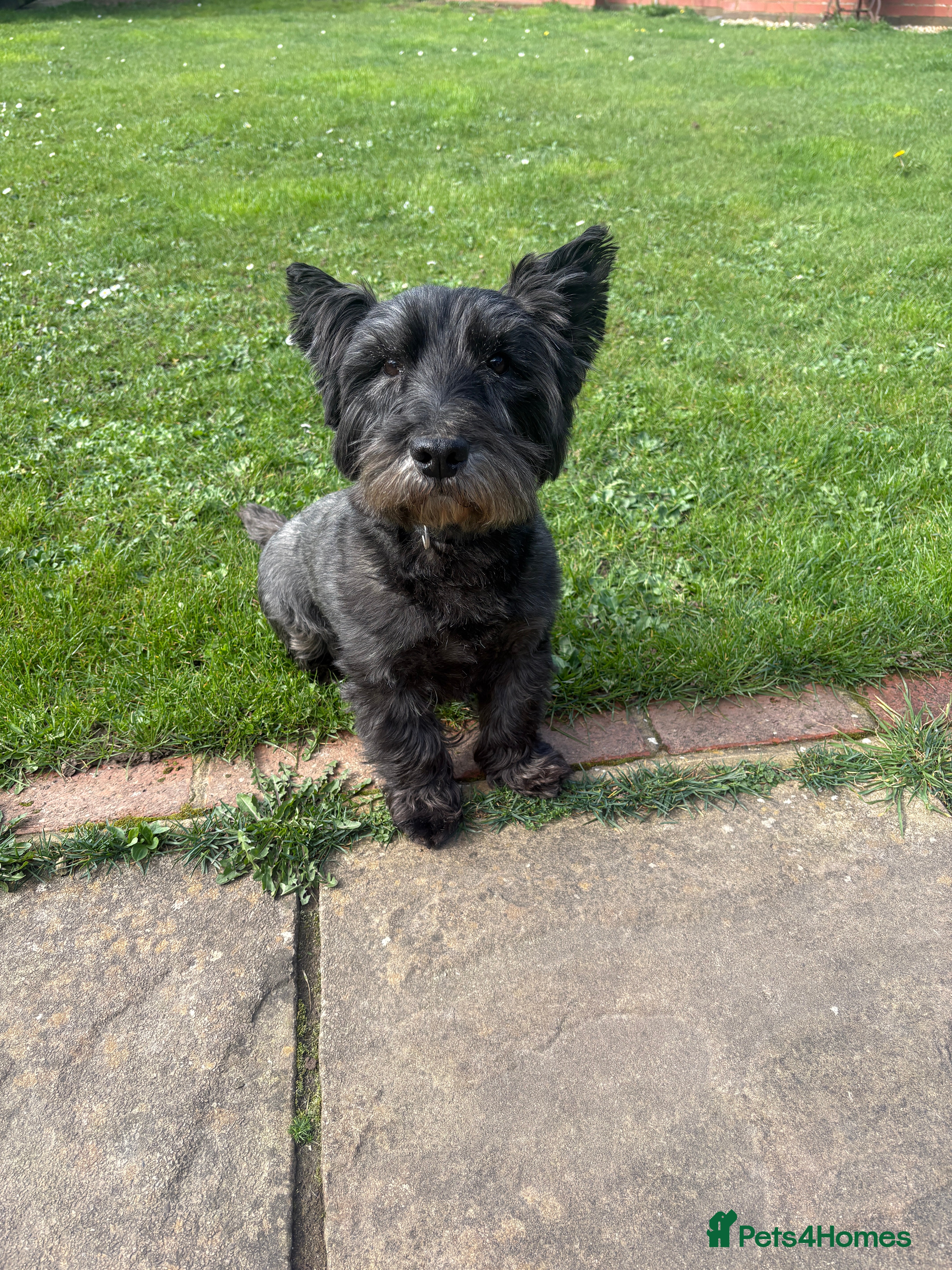 Mixed Breed dogs Quiet home needed for loving old boy - Advert 2