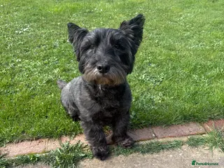 Mixed Breed dogs Quiet home needed for loving old boy - Advert 1