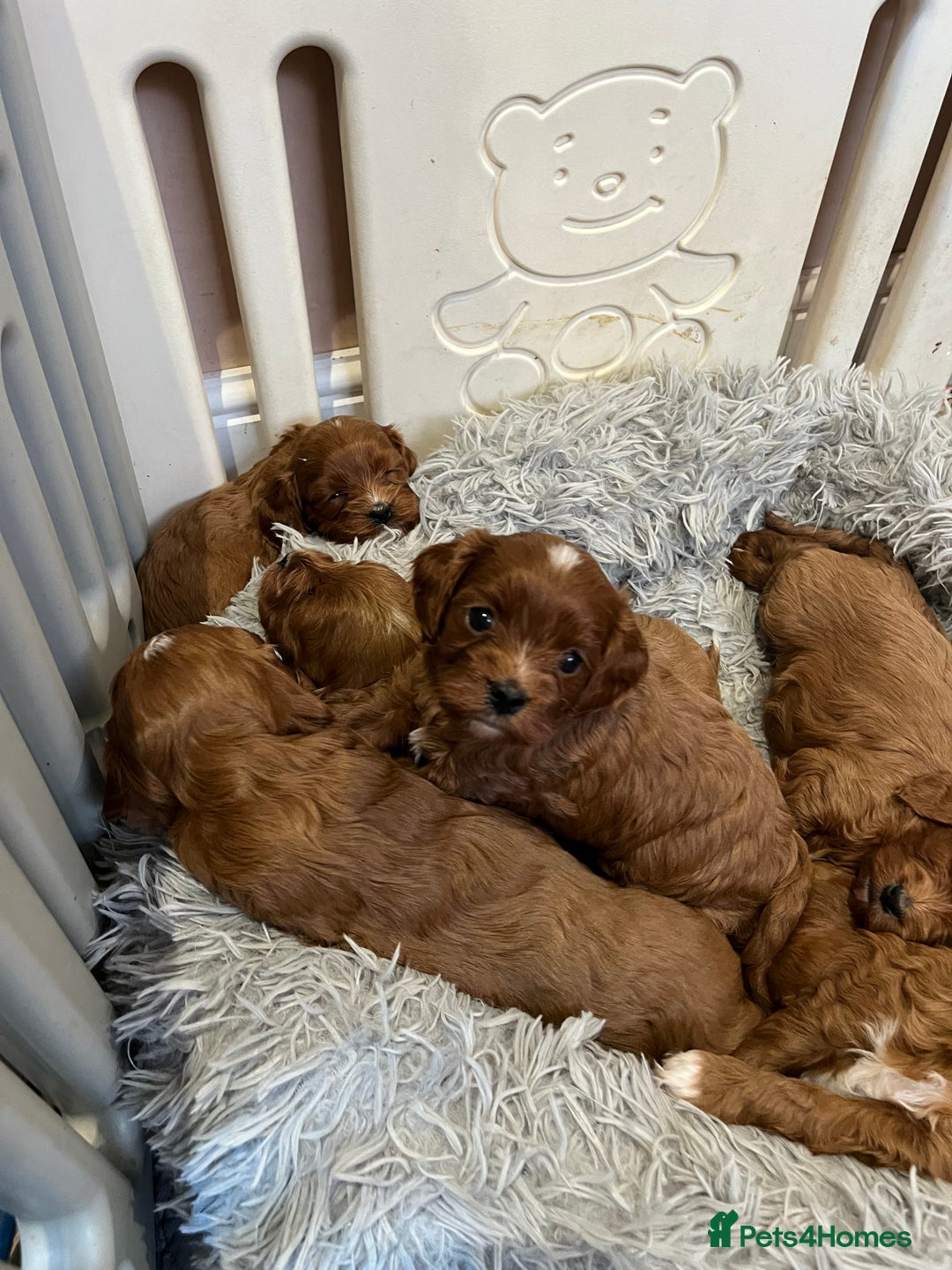 Cavapoo dogs for sale: Merlesque ⭐️⭐️⭐️⭐️⭐️F1 Cavapoos 200 DNA - Image 17