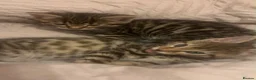Mixed Breed cats for sale: 2 Bengal X tabby kittens for sale in Stoke-on-Trent - Advert 5