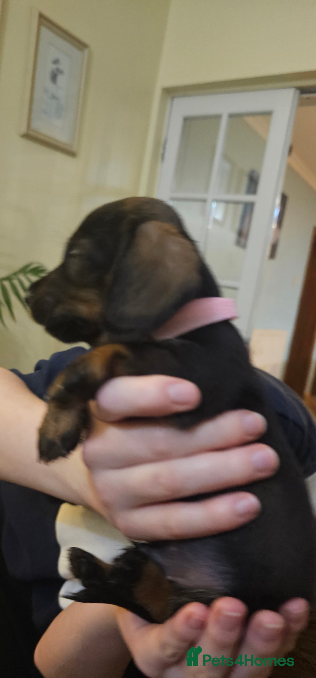 Miniature Dachshund dogs for sale: Miniature Daschund Puppies 6 Boys ONLY 2 LEFT 🩵💙 - Advert 17