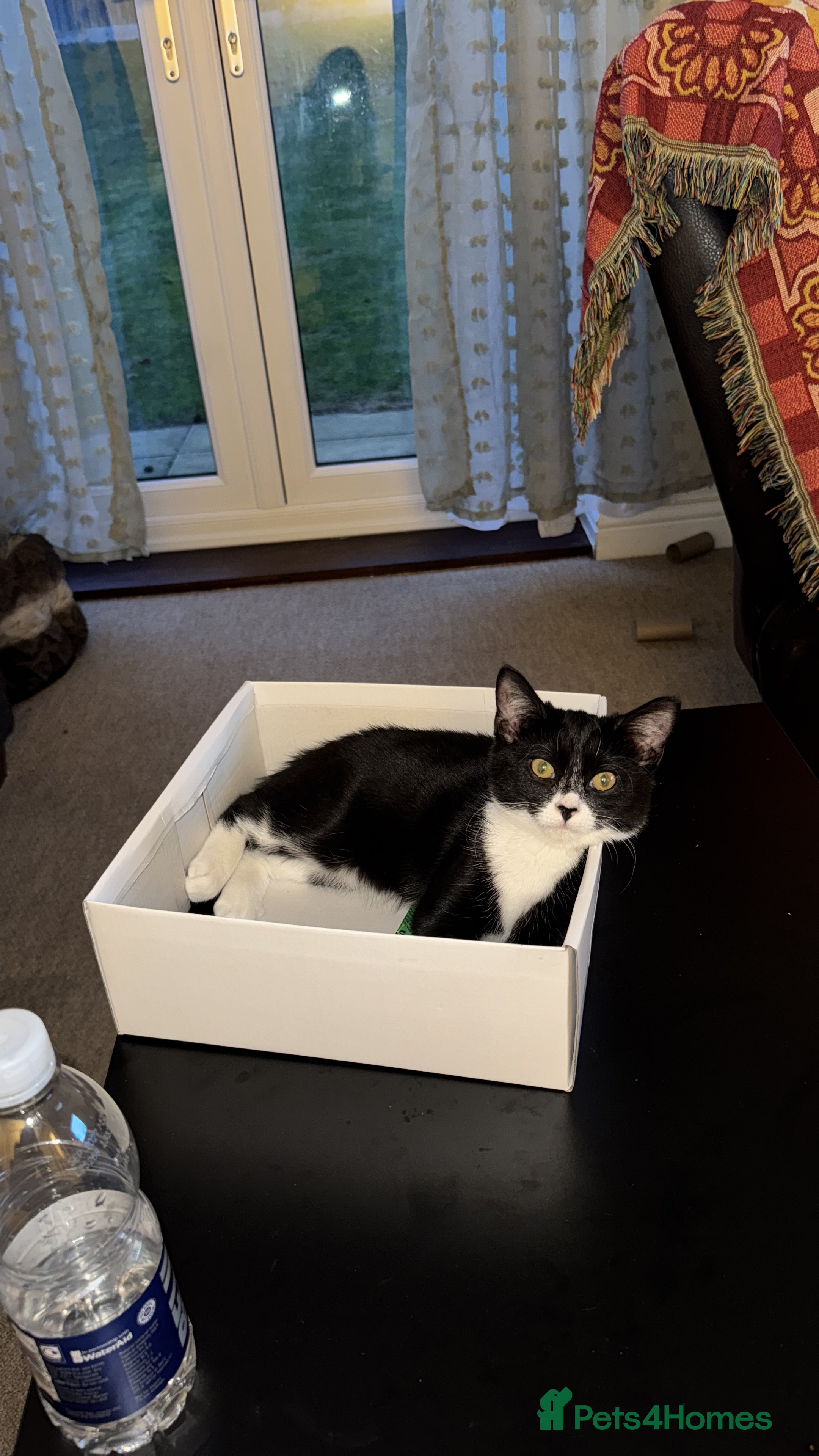 Domestic Shorthair cats 5month old female kitten - Advert 6