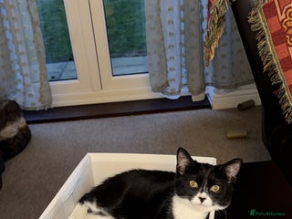 Domestic Shorthair cats 5month old female kitten - Advert 16