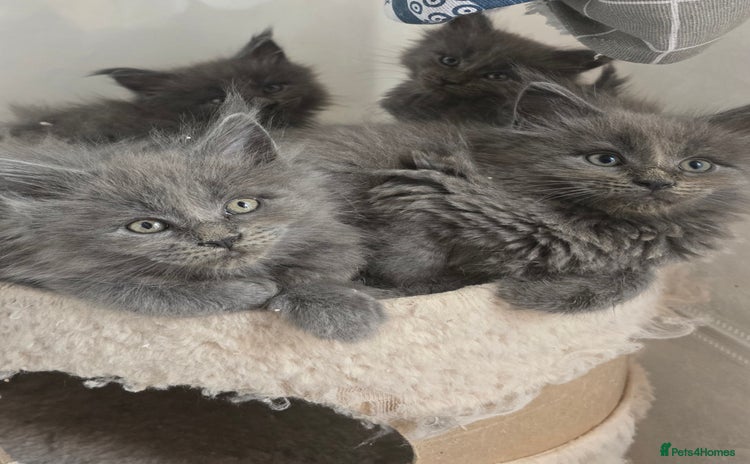 Maine Coon cats - Advert 10