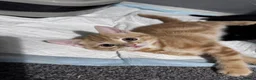 Mixed Breed cats for sale: Kitten 1 - Advert 2