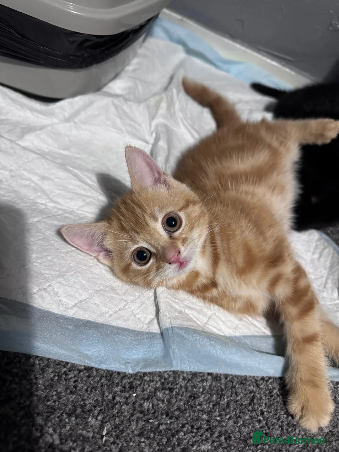 Mixed Breed cats for sale: Kitten 1 - Advert 2