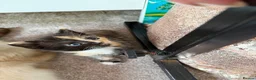 Mixed Breed cats for sale: Calico Beautiful-Mum Siamese Dad Ragdoll Bengal  - Advert 17