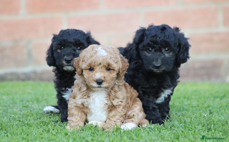 Cavapoochon dogs - Advert 1