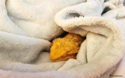 Bearded Dragon reptiles for sale: Female Bearded Dragon with full set up  - Image 7