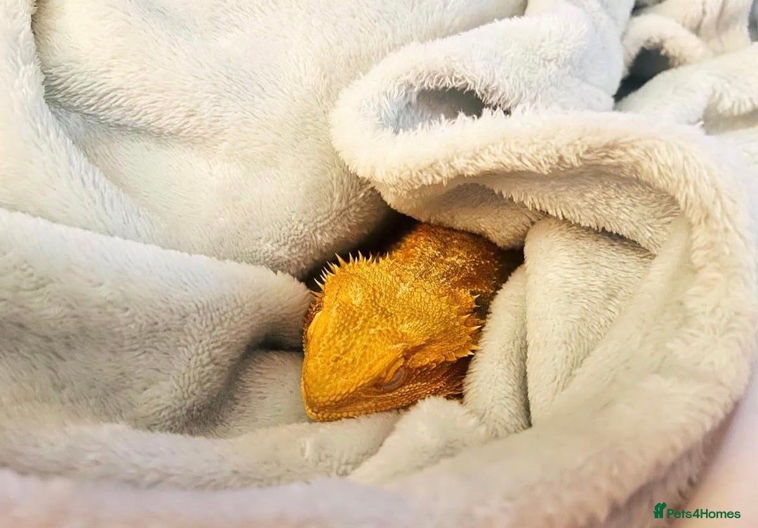Bearded Dragon reptiles for sale: Female Bearded Dragon with full set up  - Image 7