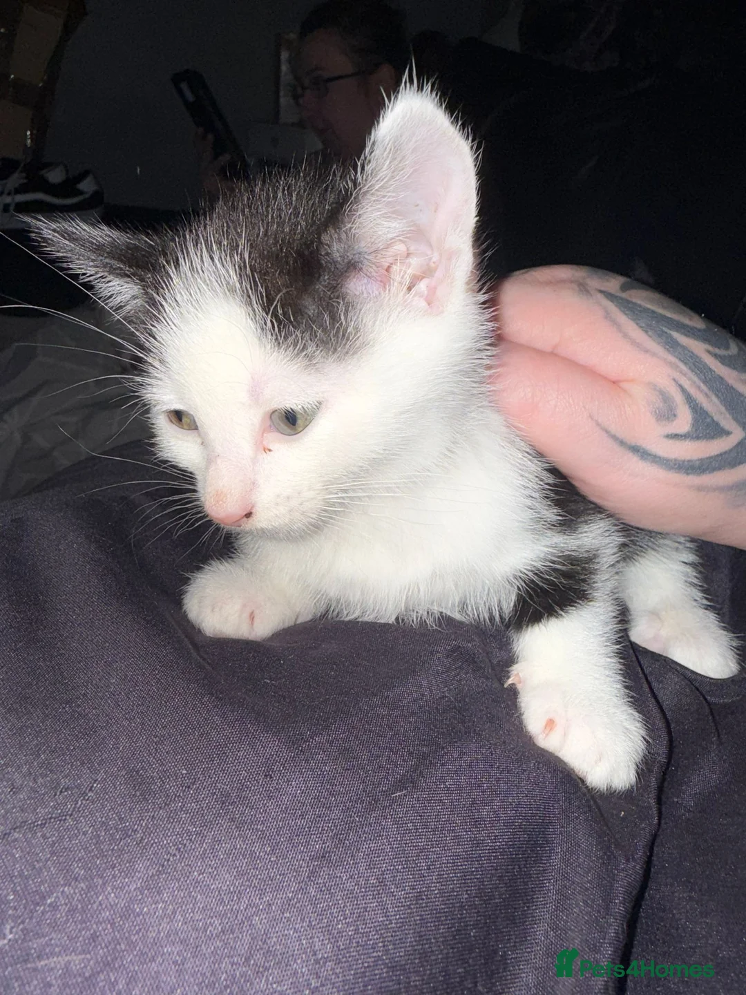 Mixed Breed cats for sale: 5 babys available  - Advert 6