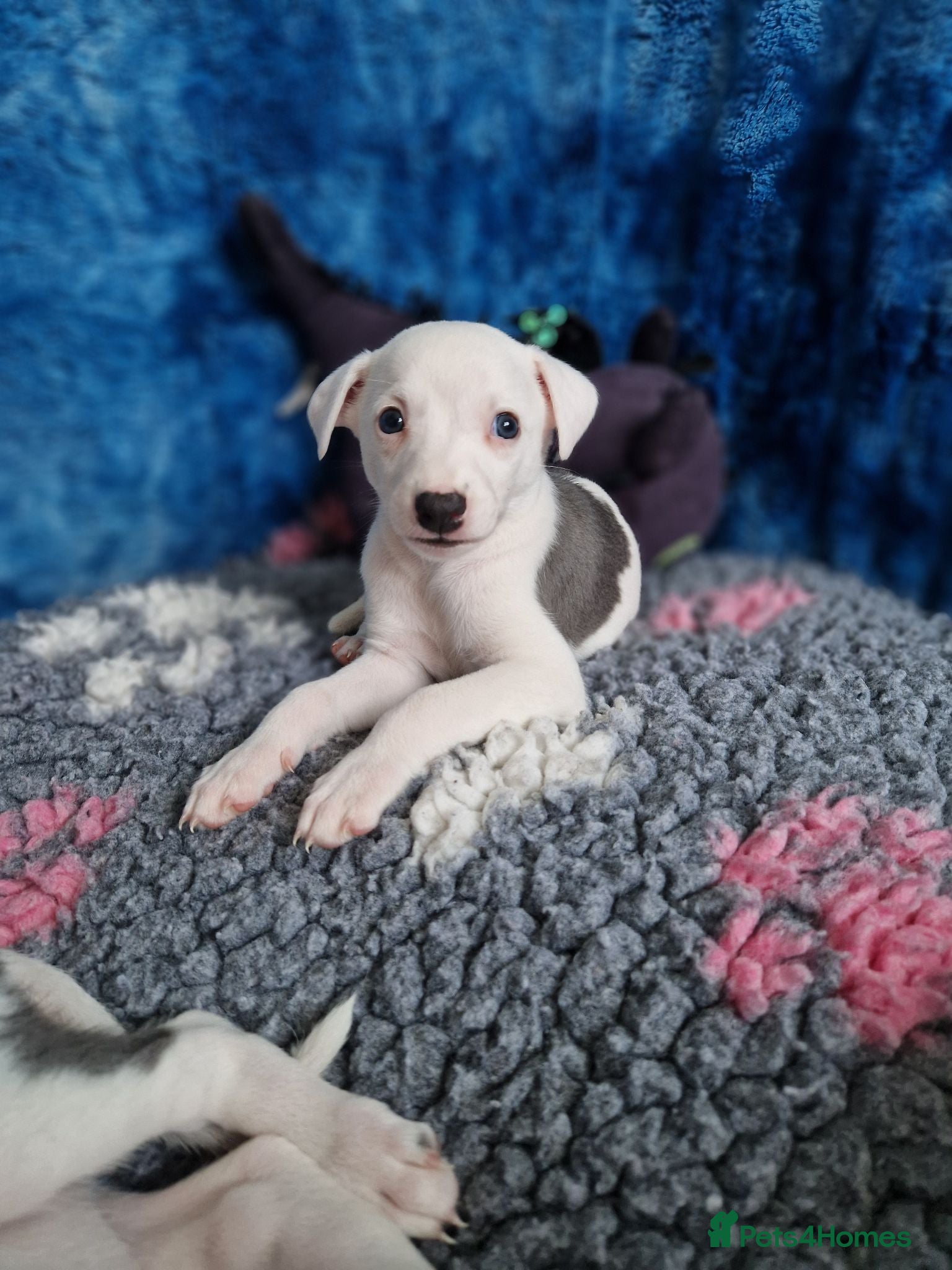 Whippet dogs Heart and DNA tested Blue Parti Whippet Puppies. - Advert 13