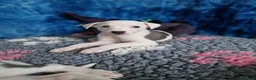 Whippet dogs for sale: Heart and DNA tested Blue Parti Whippet Puppies. - Advert 1