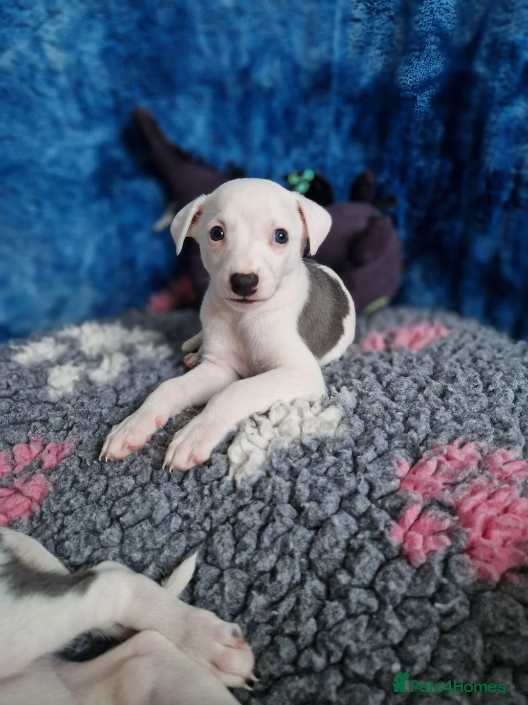 Whippet dogs for sale: Heart and DNA tested Blue Parti Whippet Puppies. - Advert 1