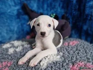Whippet dogs Heart and DNA tested Blue Parti Whippet Puppies. - Advert 13