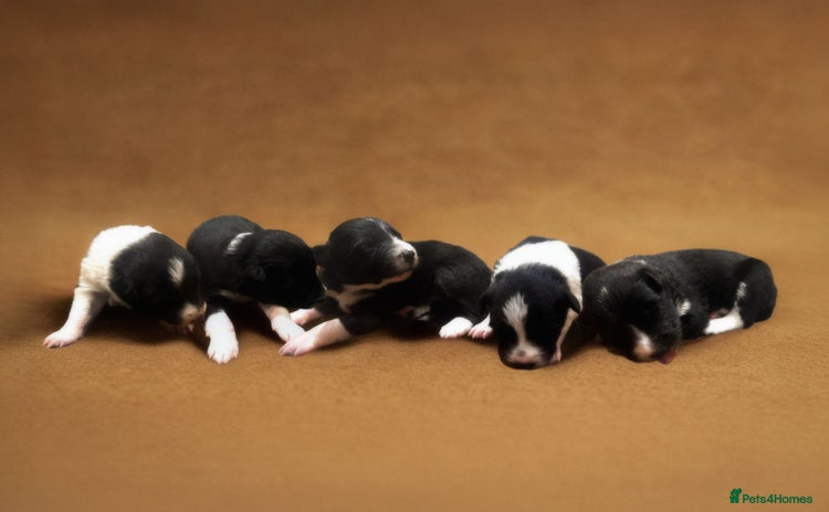 Border Collie dogs - Advert 1
