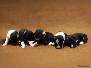 Border Collie dogs - Advert 8