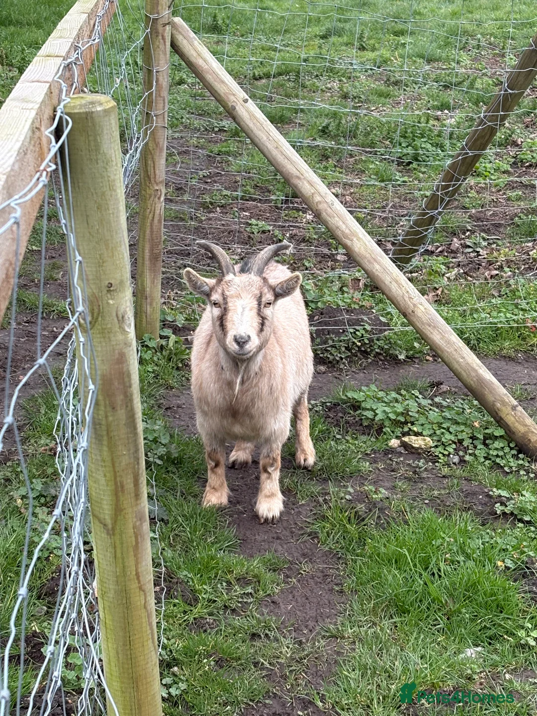 Goats livestock for sale: One male one female Pygmy goat for sale  - Advert 2