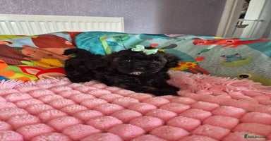 Shihpoo dogs - Advert 3