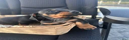 Dachshund dogs for sale: Dachshund  - Advert 5