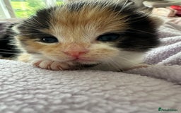 Domestic Shorthair cats for sale: 8 Beautiful kittens with stunning markings  - Image 15