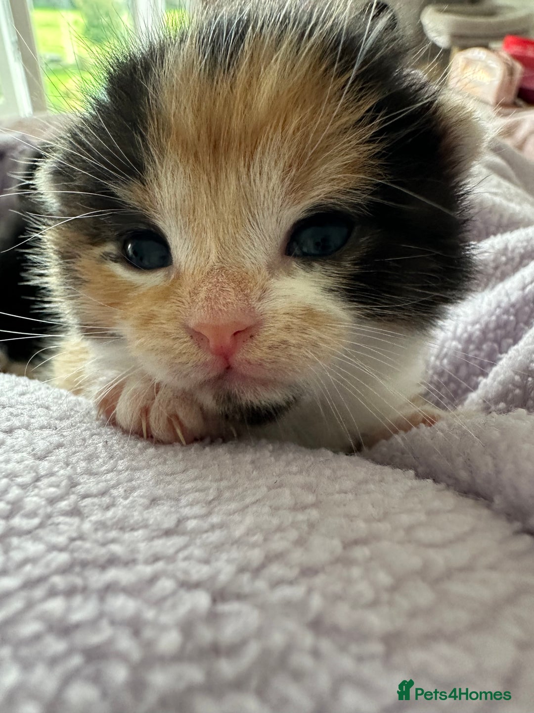 Domestic Shorthair cats for sale: 8 Beautiful kittens with stunning markings  - Image 15