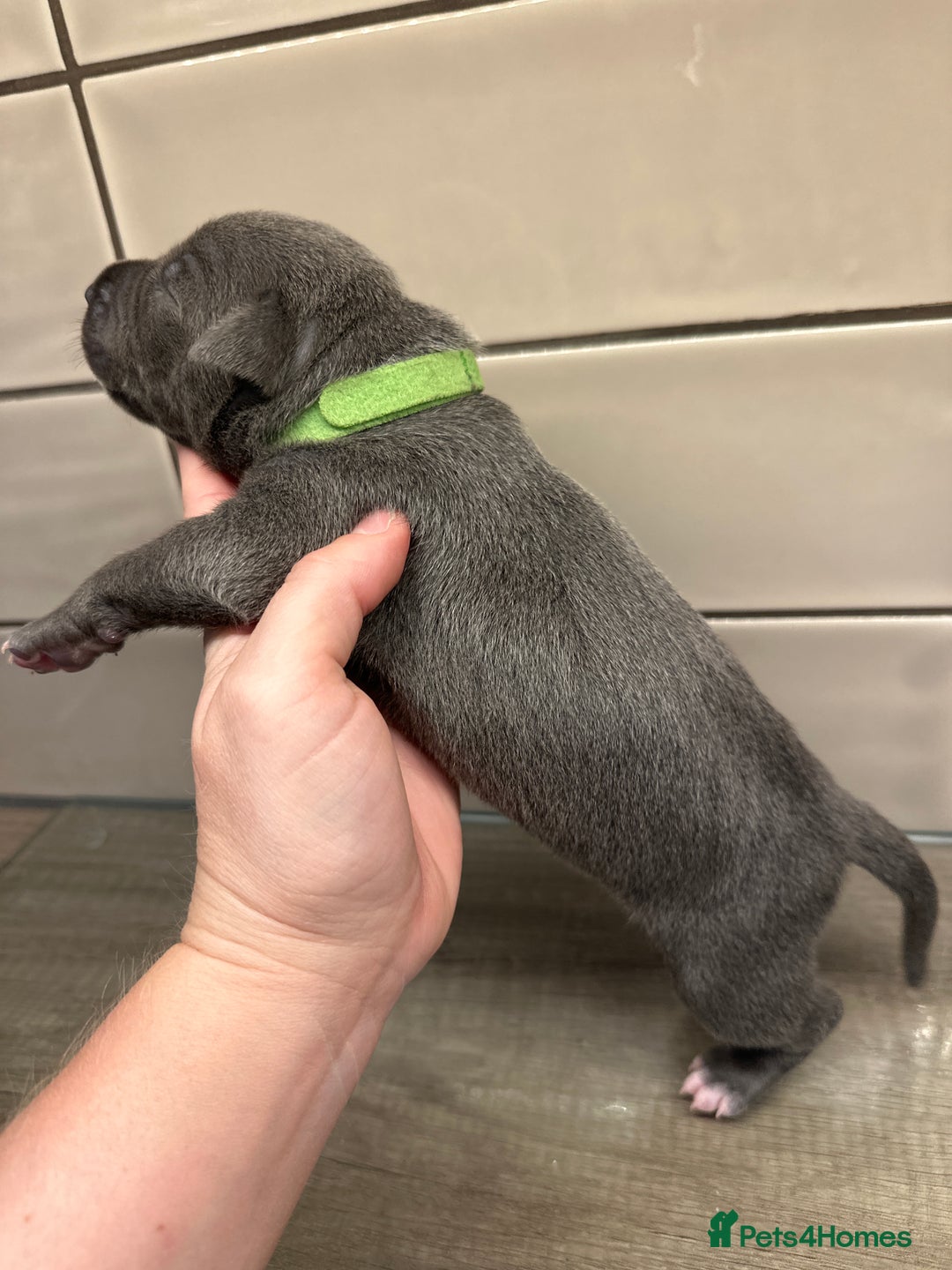 Mixed Breed dogs for sale: Staff x cane corso merle and grey pups for sale  - Image 15