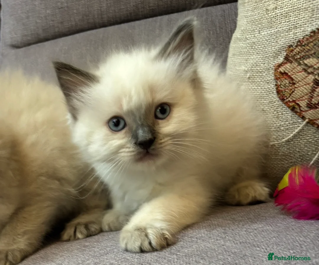 Ragdoll cats for sale: Stunning Blue Point Ragdoll Boy.  - Advert 2