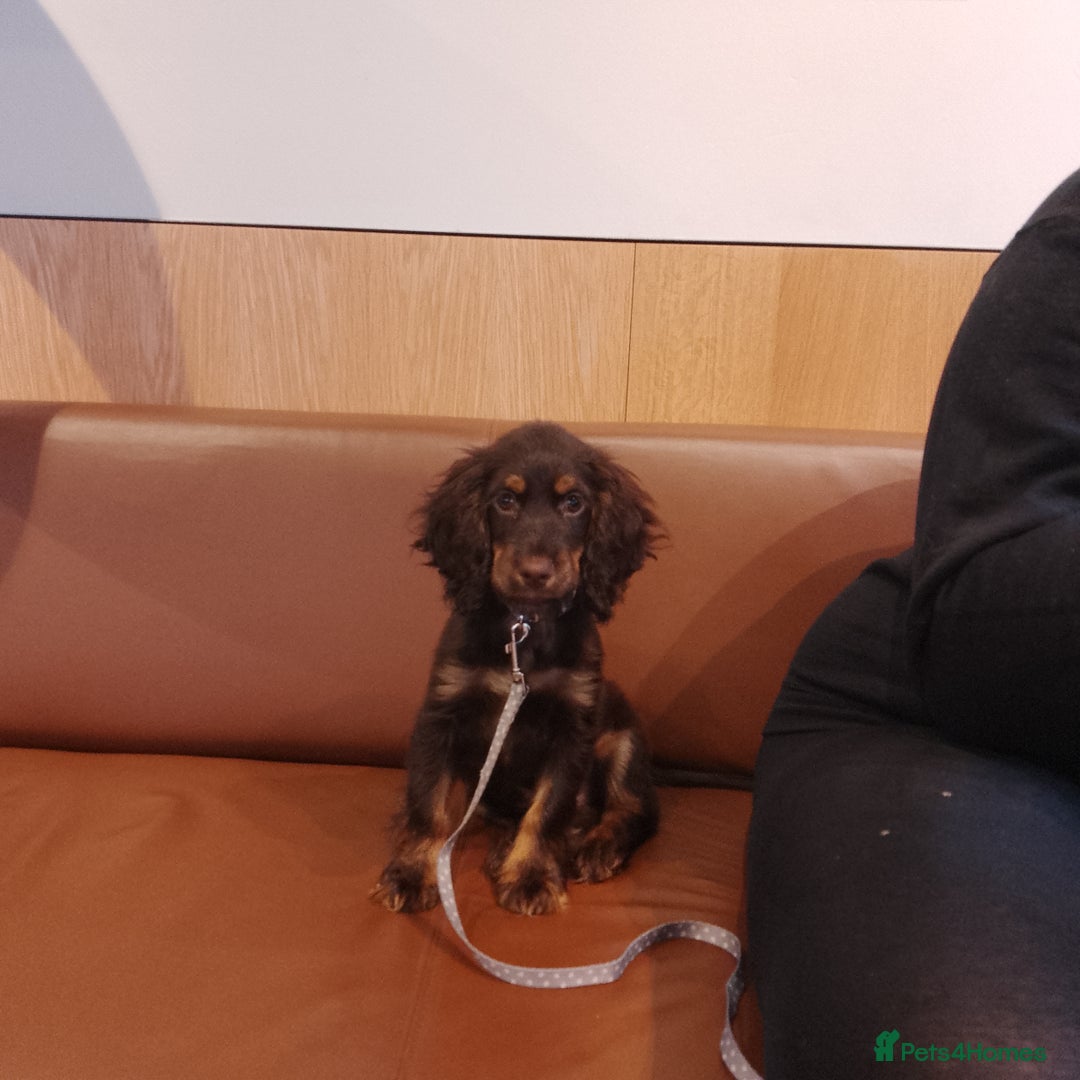 Cocker Spaniel dogs for sale: Chocolate roan cocker spaniel  - Advert 5