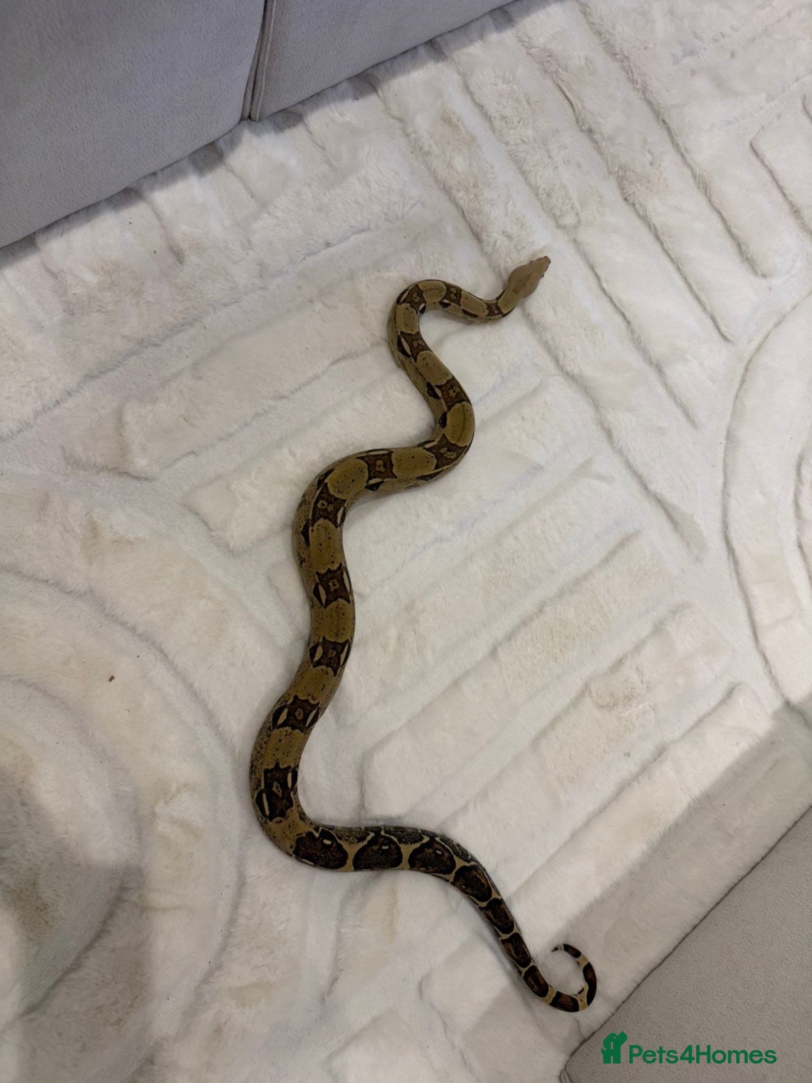 Boa Snake reptiles Boa constrictor and Vivarium for sale - Advert 1