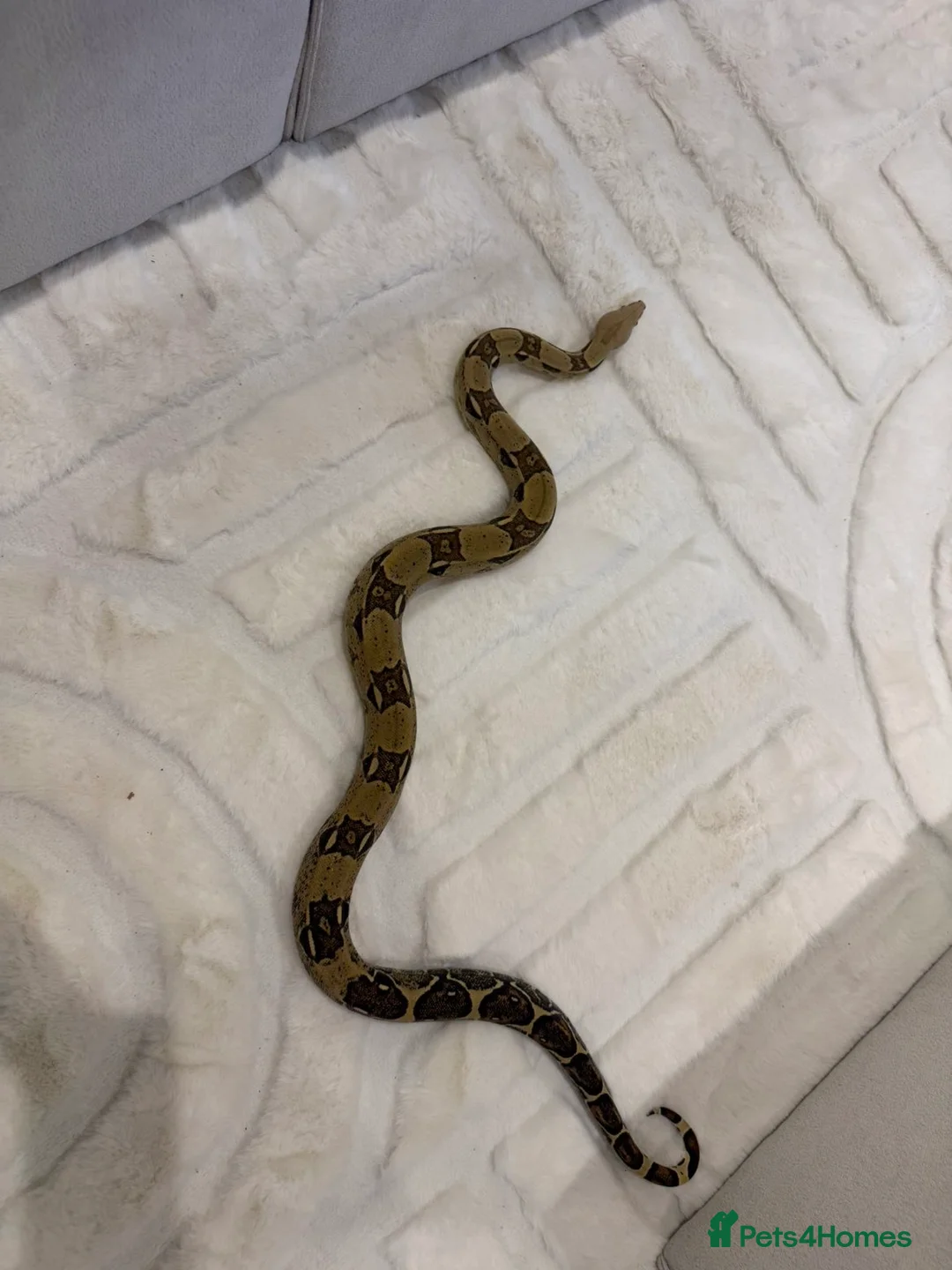 Boa Snake reptiles for sale: Boa constrictor and Vivarium for sale - Advert 1