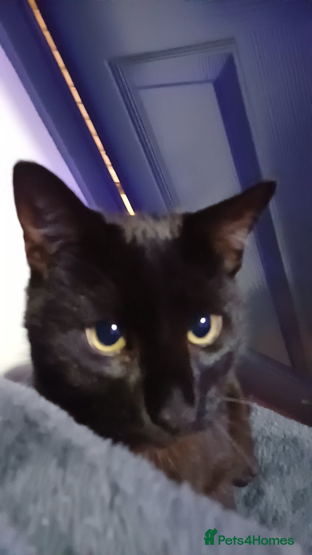 Bombay cats Black male cat 8 months old - Advert 6