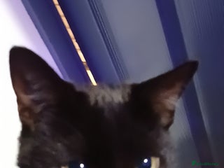 Bombay cats Black male cat 8 months old - Advert 1