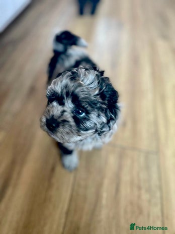 Shihpoo dogs - Advert 10