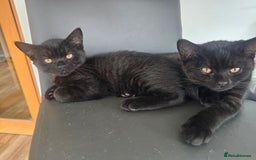 British Shorthair cats for sale:  🐾 Gorgeous Black Kittens – 11 Weeks Old 🐾   - Image 4